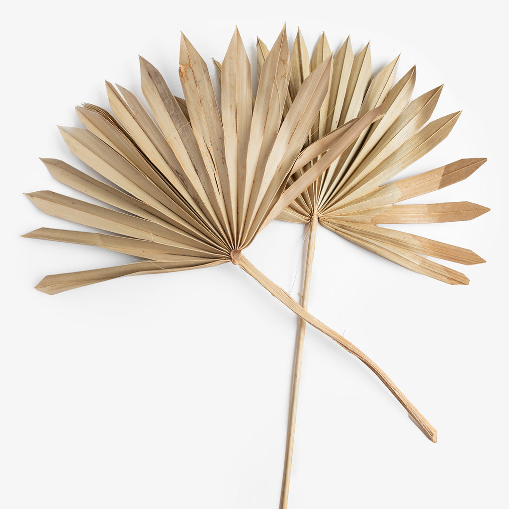 Dried Spear Palm Natural