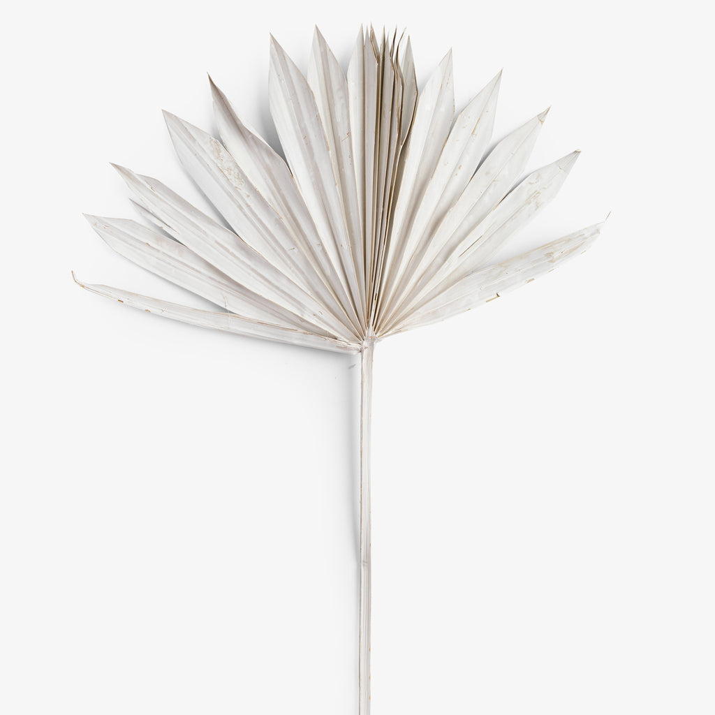 White Spear Palm Front