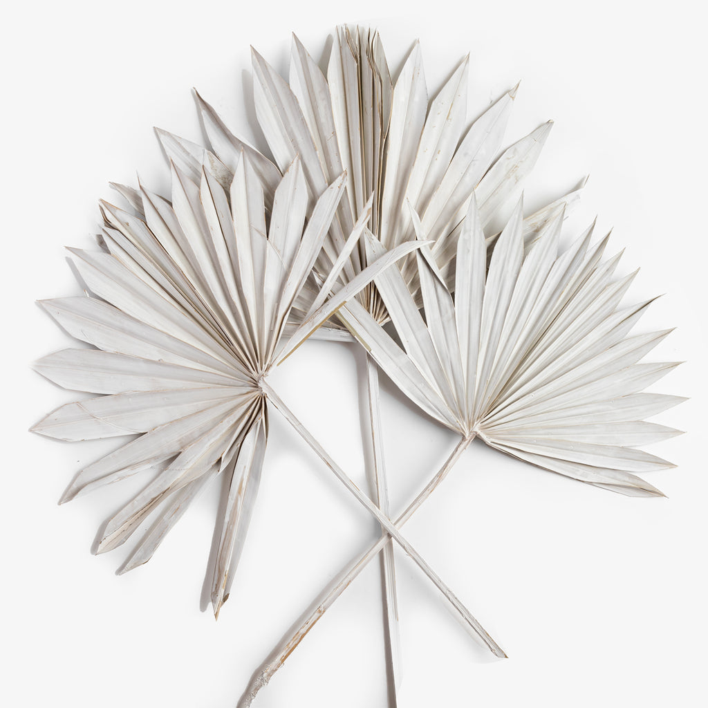 White Spear Palm Group