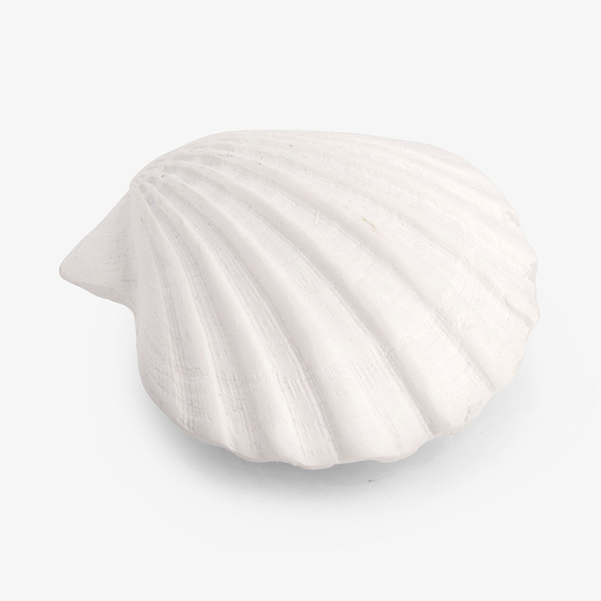 Clam Shell Resin White – Alfresco Emporium
