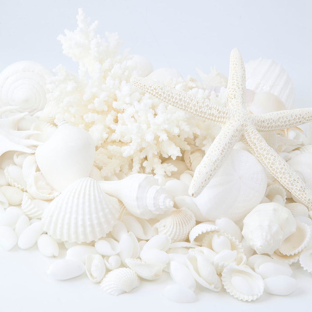 Decorative Coral & Shell Cylinder White