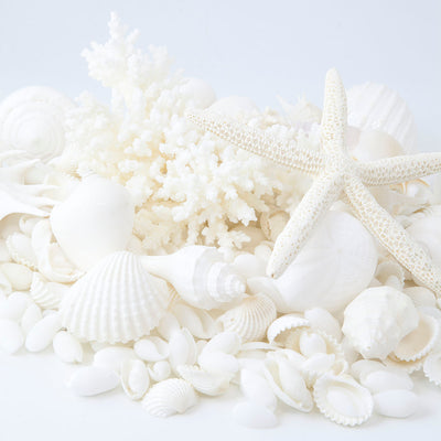 Decorative Coral & Shell Cylinder White Open