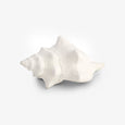 Sea Snail Resin Shell White Small Front